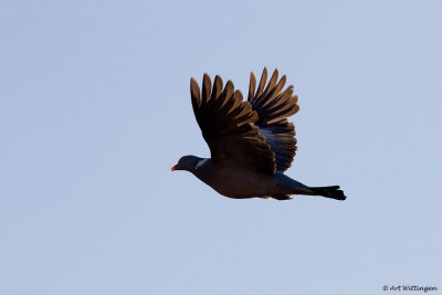 Columba palumbus / Houtduif / Wood pigeon