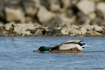 Anas Platyrhynchos / Wilde Eend / Mallard