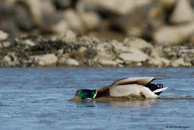 Anas Platyrhynchos / Wilde Eend / Mallard