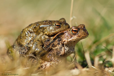 Bufo bufo / Gewone Pad / Common Toad
