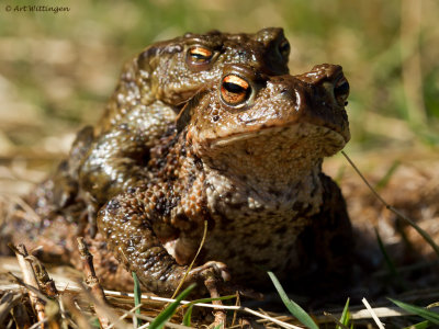 Bufo bufo / Gewone Pad / Common Toad