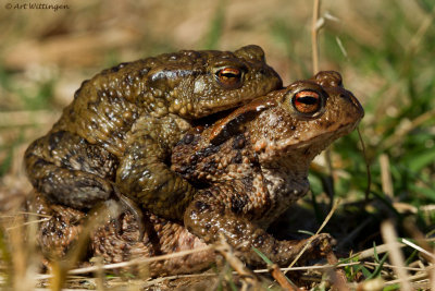 Bufo bufo / Gewone Pad / Common Toad