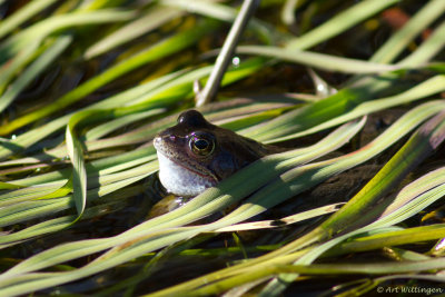 Rana temporaria / Bruine kikker / Grass Frog