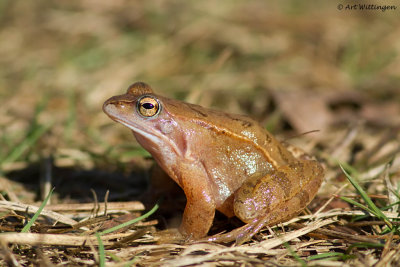 Rana arvalis / Heikikker / Moor Frog