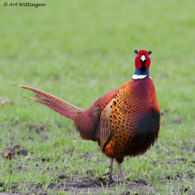 Phasianus colchicus / Fazant / Common Pheasant