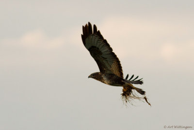 Buteo buteo / Buizerd / Common buzzard