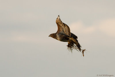 Buteo buteo / Buizerd / Common buzzard