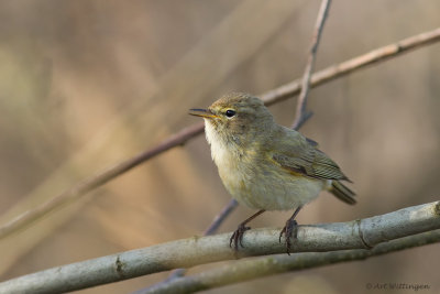 Phylloscopus collybita / Tjiftjaf / Northern Chiffchaff 