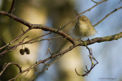 Phylloscopus collybita / Tjiftjaf / Northern Chiffchaff 