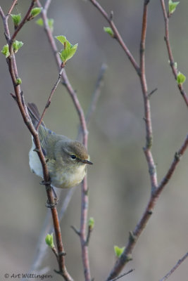 Phylloscopus collybita / Tjiftjaf / Northern Chiffchaff 