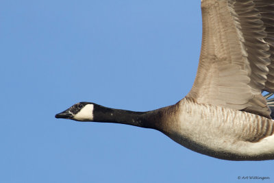 Grote Canadese Gans /  Greater Canada Goose