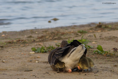 Anser anser / Grauwe gans / Greylag Goose