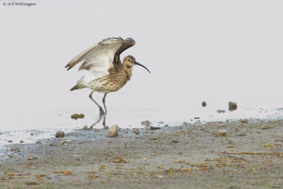 Numenius Arquata / Wulp / Eurasian Curlew