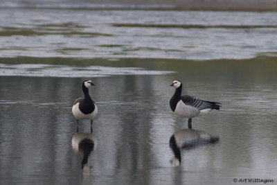 Brandgans  / Barnacle Goose