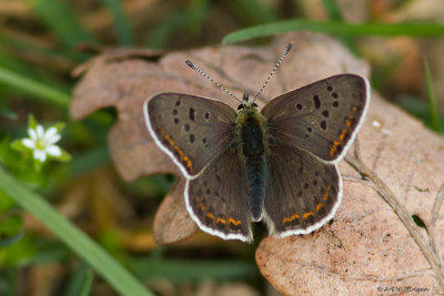 Lycaena tityrus / Bruine Vuurvlinder / Sooty Copper