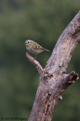 Regulus regulus / Goudhaan / Goldcrest