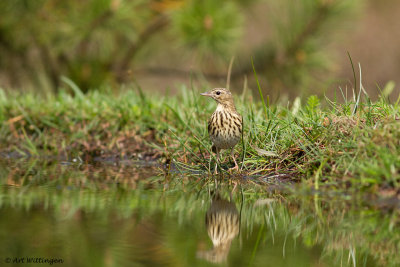 Anthus Trivialis / Boompieper / Tree Pipit