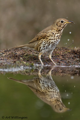 Turdus philomelos / Zanglijster / Song Thrush