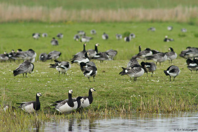 Branta Leucopsis / Brandgans / Barnacle Goose