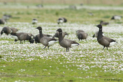 Branta Bernicla / Rotgans / Brent Goose