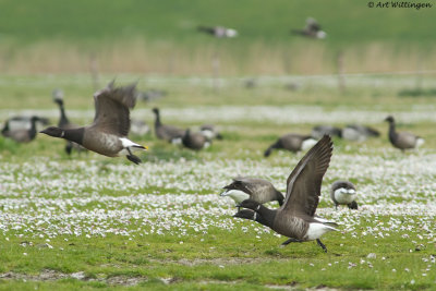 Branta Bernicla / Rotgans / Brent Goose