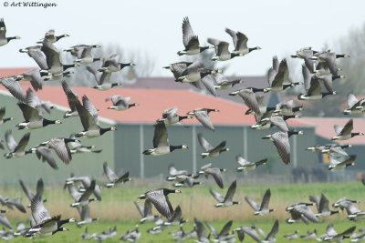 Branta Leucopsis / Brandgans / Barnacle Goose