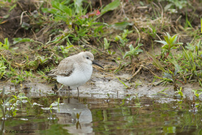 Calidris Alpina / Bonte Strandloper / Dunlin