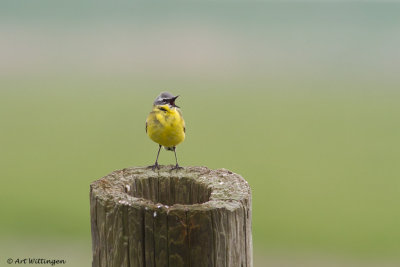 Motacilla flava / Gele kwikstaart / Blue-headed Wagtail