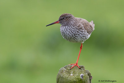 Tringa totanus / Tureluur / Common Redshank