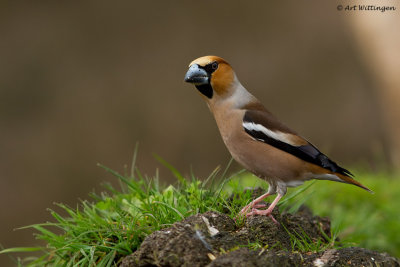 Coccothraustes coccothraustes / Appelvink / Hawfinch