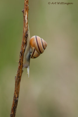 Tuinslak / Garden Snail