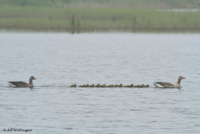 IMG_6535 Grauwe Gans.jpg