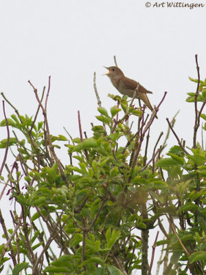 Luscinia megarhynchos / Nachtegaal / Nightingale