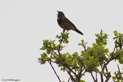 Luscinia svecica / Blauwborst / Bluethroat