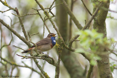 Luscinia svecica / Blauwborst / Bluethroat