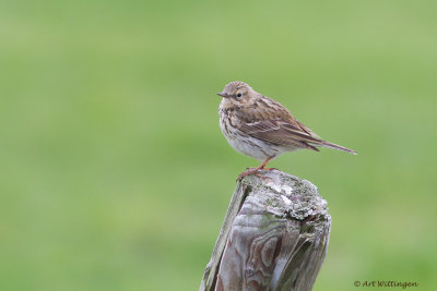 Anthus Pratensis / Graspieper / Meadow pipit