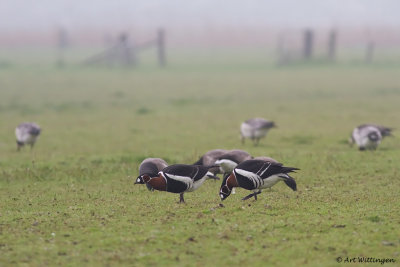 Branta ruficollis / Roodhalsgans / Red-Breasted Goose