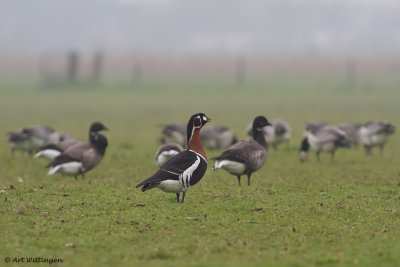 Branta ruficollis / Roodhalsgans / Red-Breasted Goose