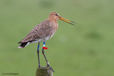 Limosa limosa / Grutto / Black-tailed Godwit