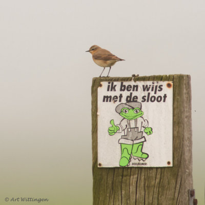 Oenanthe oenanthe / Tapuit / Northern Wheatear