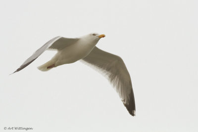 Larus Argentatus / Zilvermeeuw / European Herring Gull