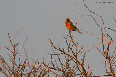 Carduelis Cannabina / Kneu / Common Linnet