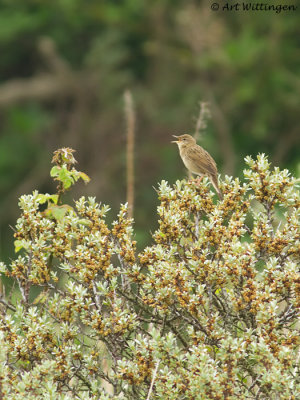 Locustella naevia / Sprinkhaanzanger / Common Grasshopper warbler