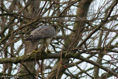 Falco peregrinus / Slechtvalk / Peregrine Falcon