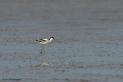 Recurvirostra avosetta / Kluut / Pied Avocet