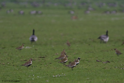 Pluvialis apricaria / Goudplevier / Golden Plover