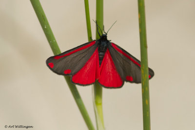 Tyria jacobaeae / Sint Jacobsvlinder / Cinnabar Moth