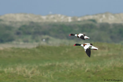 Tadorna tadorna / Bergeend / Shelduck