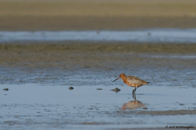 Limosa lapponica / Rosse Grutto / Bar-tailed Godwit