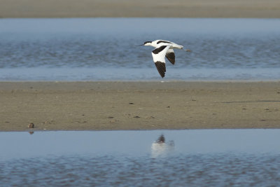 Recurvirostra avosetta / Kluut / Pied Avocet